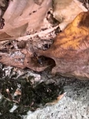 Camponotus chromaiodes