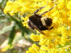 Bombus