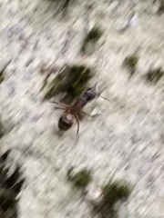 Camponotus chromaiodes