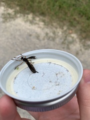 Diogmites platypterus