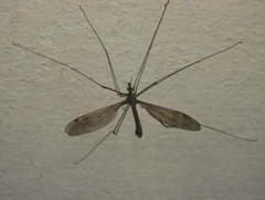 Tipuloidea