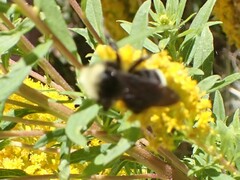 Bombus