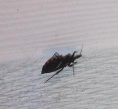 Triatoma