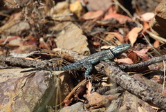 Sceloporus jarrovii
