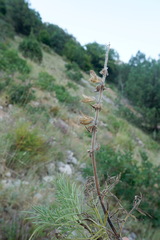 Salvia scabiosifolia