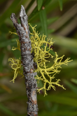 Letharia vulpina