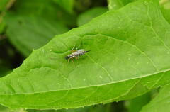 Itoplectis conquisitor