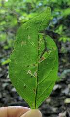Pterygota