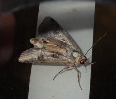 Epilecta linogrisea
