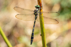Cordulegaster bidentata