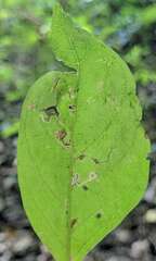 Pterygota