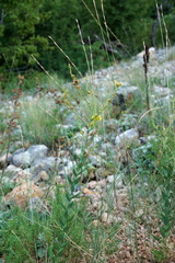 Linaria genistifolia