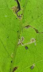 Pterygota