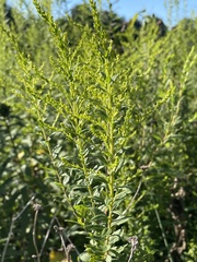 Solidago altissima