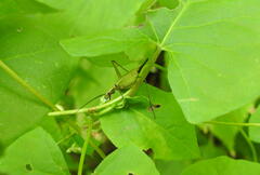 Oecanthus nigricornis