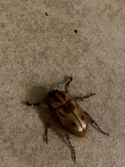 Cyclocephala