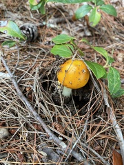 Russula claroflava
