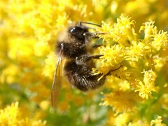 Bombus