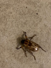 Cyclocephala