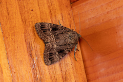 Amphipyra pyramidea