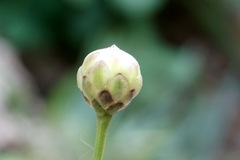 Cephalaria coriacea