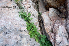 Viola suavis