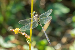 Cordulegaster bidentata