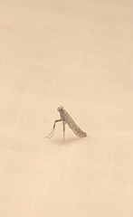 Aspilapteryx tringipennella