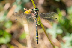 Cordulegaster bidentata