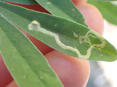 Liriomyza trifoliearum