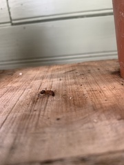 Camponotus floridanus