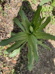 Dipsacus sativus