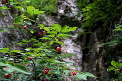 Euonymus verrucosus