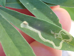 Liriomyza trifoliearum