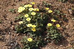 Oxalis obtusa