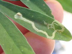 Liriomyza trifoliearum