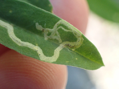 Liriomyza trifoliearum