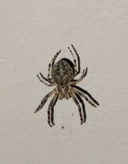 Araneidae