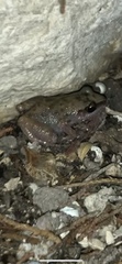 Eleutherodactylus campi