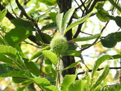 Castanea