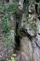 Pseudoturritis turrita