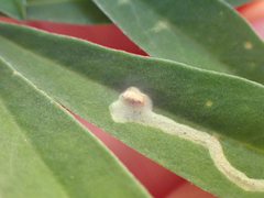 Liriomyza trifoliearum