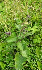 Arctium tomentosum