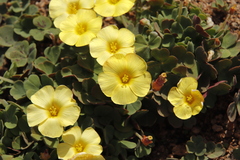 Oxalis obtusa