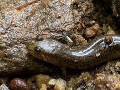 Desmognathus amphileucus