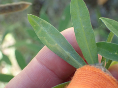Liriomyza trifoliearum