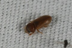 Tropicus pusillus