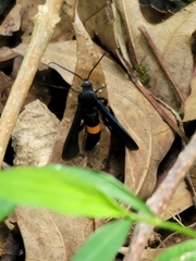 Synanthedon exitiosa