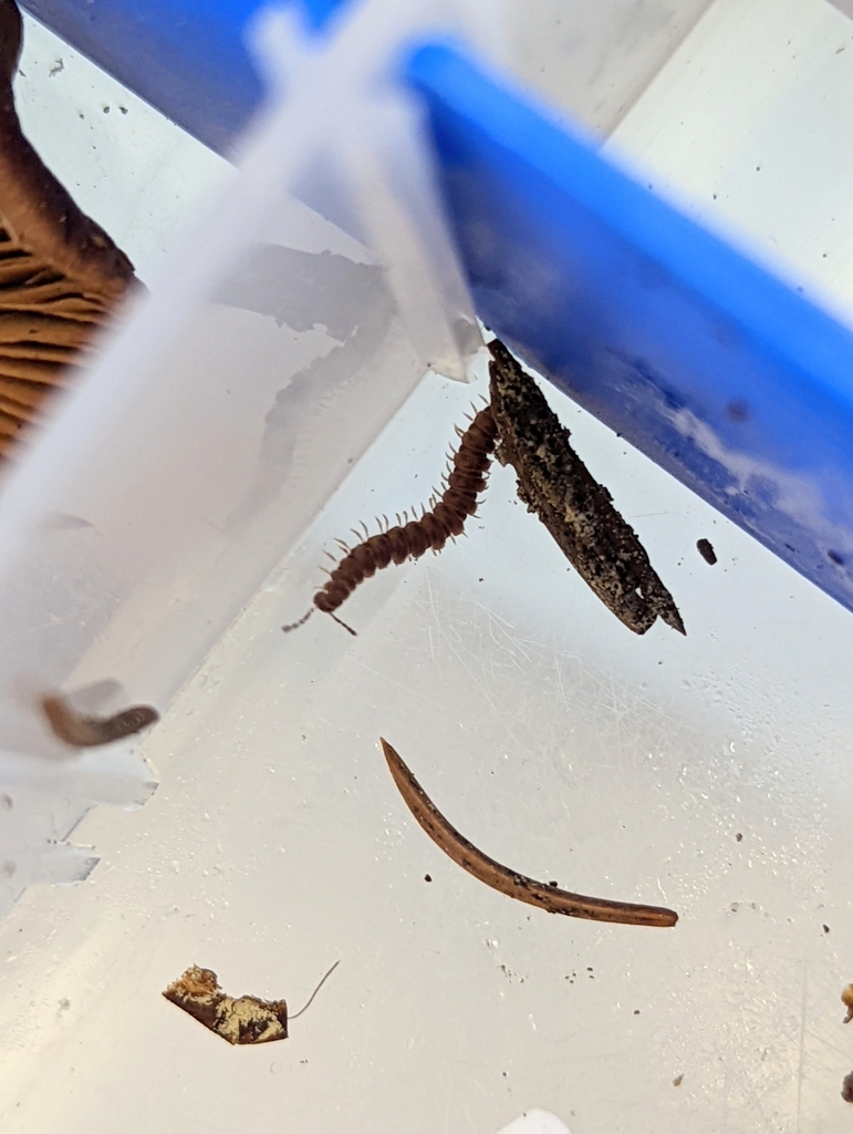 Scytonotus columbianus
