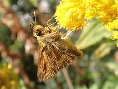 Ochlodes sylvanoides